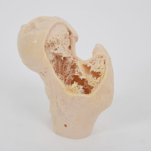 Modelo anatómico de hueso - SYNBONE AG - para cirugía ortopédica / de formación / de poliuretano