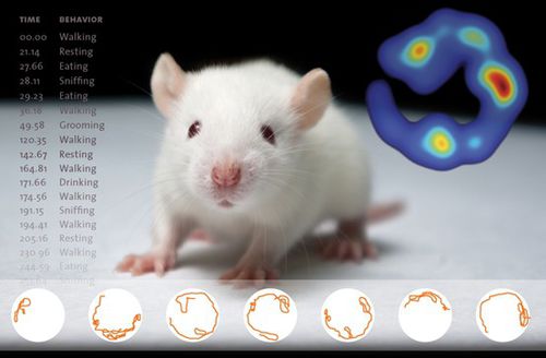Software de análisis - EthoVision XT - Bonther - con sistema de seguimiento / veterinario / para experimentación con animales
