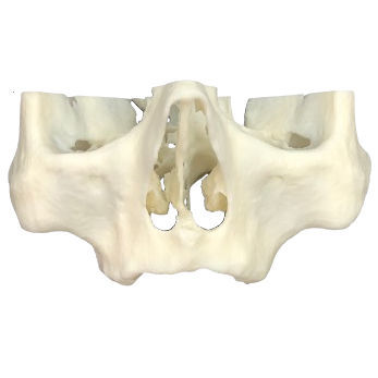 Modelo anatómico de maxilar - 3D-101  - Selmodels SL
