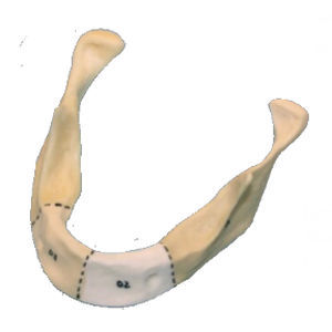 Modelo anatómico de mandíbula - M-203 - Selmodels SL
