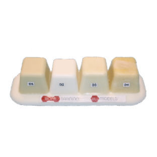 Modelo anatómico óseo - 455.2  - Selmodels SL - para odontología / para odontología