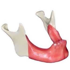 Modelo anatómico de hueso - DM – 902 - Selmodels SL - de implantología / para sutura