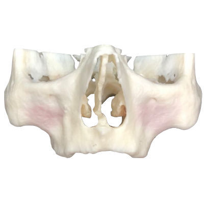 Modelo anatómico para odontología - ZAGA - Selmodels SL - de implantología / de formación / de kit