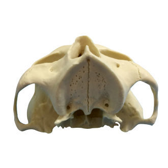 Modelo anatómico de hueso - ZYGOMA - Selmodels SL - de maxilar / de implantología