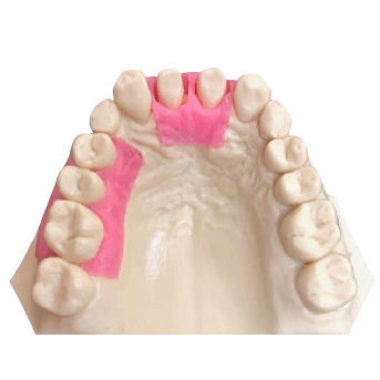 Modelo anatómico para odontología - BOPT -1 - Selmodels SL - gingival