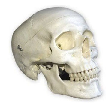Modelo anatómico de hueso - DM – 162 - Selmodels SL - de cráneo / de seno / para cirugía dental