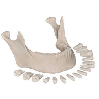 Modelo anatómico de hueso - EXT-1 - Selmodels SL - de mandíbula / de dientes / de extracción
