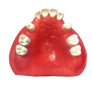 Modelo anatómico de hueso - EXT-3 - Selmodels SL - de maxilar / de dientes / de extracción