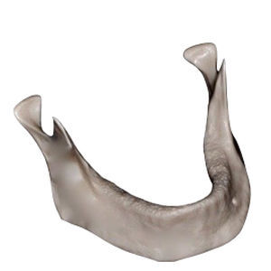 Modelo anatómico de hueso - DM – 201 - Selmodels SL - de mandíbula / de implantología
