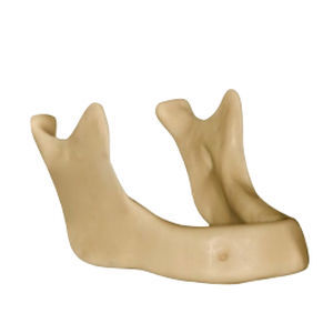Modelo anatómico óseo - DM – 148 - Selmodels SL - de mandíbula / de implantología