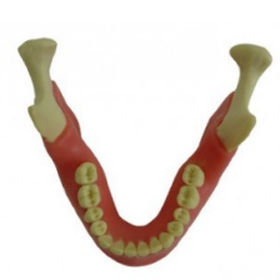 Modelo anatómico de hueso - EXT-1-G - Selmodels SL - de mandíbula / para extracción dental / para sutura