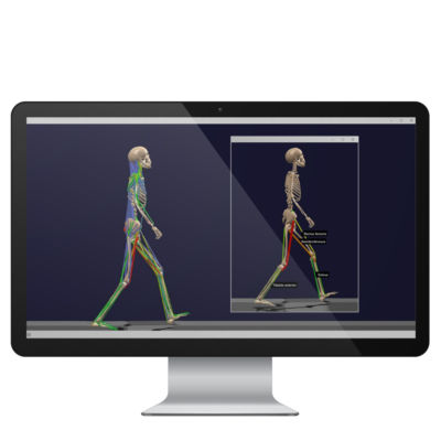 Software de análisis - BoB - Delsys - análisis de datos / de modelado / para electrocardiografía