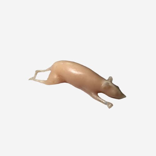 Fantoma para prueba veterinaria para escáner de rayos X - RT-A02 - True Phantom Solutions - para ecografía / para radiología / para roedores