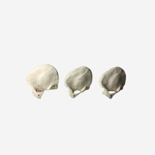 Fantoma de prueba para ecografía - TW-C01 - True Phantom Solutions - para radiología / para escáner de rayos X / para IRM