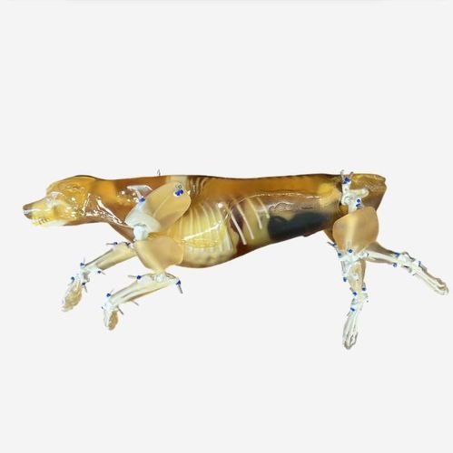 Fantoma para prueba veterinaria para ecografía - CN-A01 - True Phantom Solutions - para IRM / para escáner de rayos X / para radiología