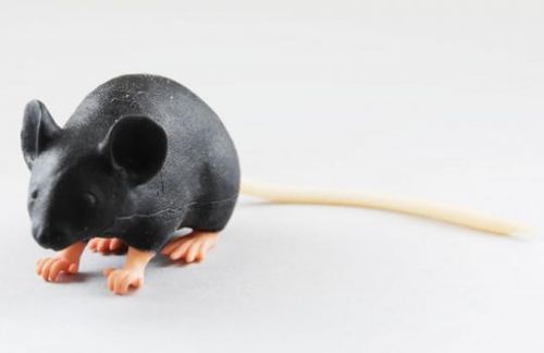 Simulador de inyección intravenosa - MIMICKY - INTELLIBIO - de extracción de sangre / de formación / para experimentación con animales