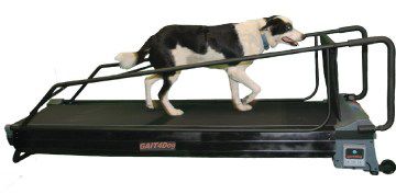 Cinta de correr veterinaria para perros - PRO DogTread® with Gait4Dog - DogTread