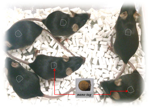 Implante telemétrico para experimentación con animales - nano tag® - Muromachi Kikai - para ratones / para ratas / de actividad