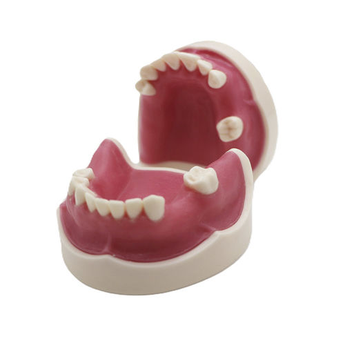 Modelo anatómico de seno - JG-Y26 - FOSHAN JINGLE MEDICAL EQUIPMENT CO., LTD - gingival / de hueso / de dentadura