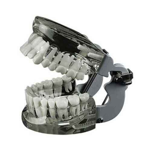 Modelo anatómico de dientes - JG-Y14 - FOSHAN JINGLE MEDICAL EQUIPMENT CO., LTD - de dentadura / de demostración / de resina