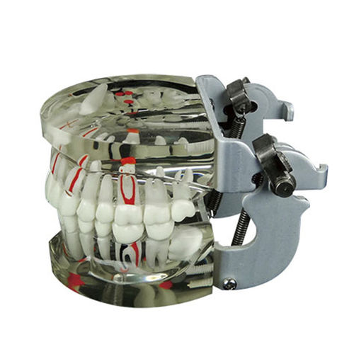 Modelo anatómico de nervio - JG-Y15 - FOSHAN JINGLE MEDICAL EQUIPMENT CO., LTD - de dientes / de dentadura / de demostración