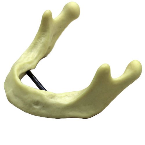 Modelo anatómico de mandíbula - JG-Y12 - FOSHAN JINGLE MEDICAL EQUIPMENT CO., LTD - óseo / quirúrgico / de implantología