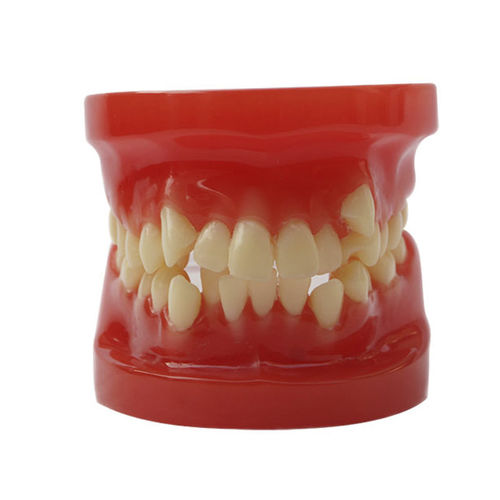 Modelo anatómico de dentadura - JG-Y10 - FOSHAN JINGLE MEDICAL EQUIPMENT CO., LTD - para ortodoncia / de demostración / de resina