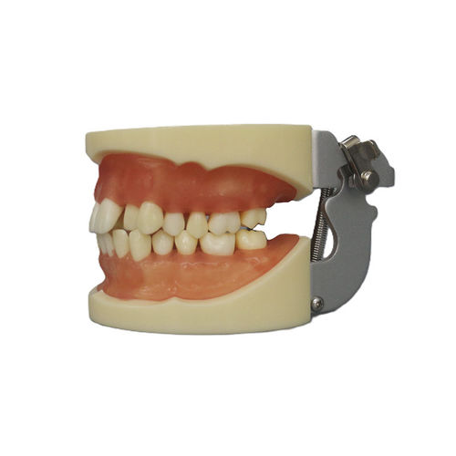 Modelo anatómico de dientes - JG-Y9 - FOSHAN JINGLE MEDICAL EQUIPMENT CO., LTD - de dentadura / de formación / de extracción