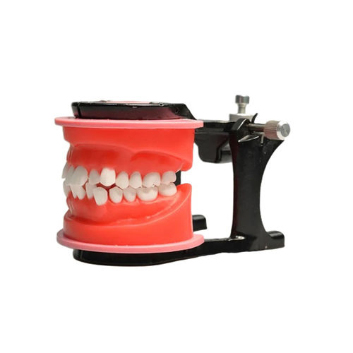 Modelo anatómico de dientes - JG-Y7 - FOSHAN JINGLE MEDICAL EQUIPMENT CO., LTD - de dentadura / para ortodoncia / de demostración