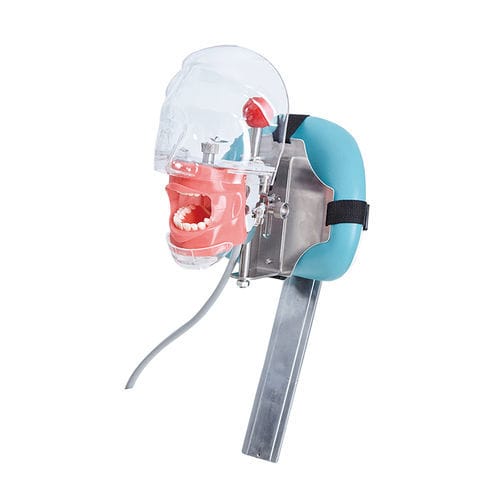 Maniquí de prácticas para odontología - JG-C6-3 - FOSHAN JINGLE MEDICAL EQUIPMENT CO., LTD - de formación / adulto / de cabeza