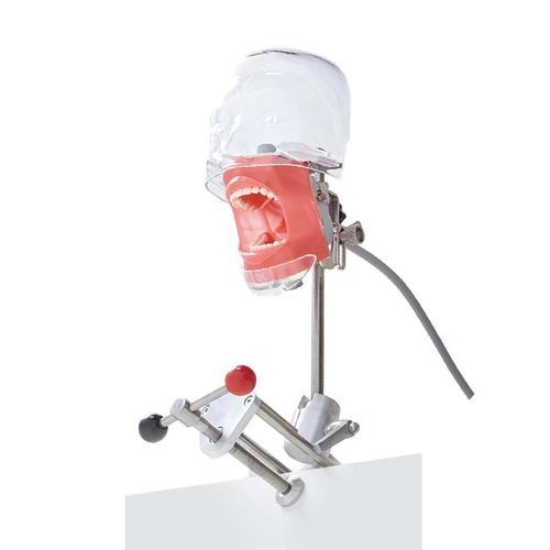 Maniquí de prácticas para cuidados dentales - JG-C6-1 - FOSHAN JINGLE MEDICAL EQUIPMENT CO., LTD - de limpieza dental / para cirugía dental / para extracción dental