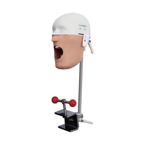 Maniquí de prácticas para higiene dental - JG-C5 - FOSHAN JINGLE MEDICAL EQUIPMENT CO., LTD - veterinario / de formación / adulto