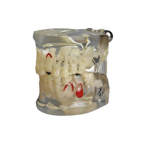 Modelo anatómico de dientes - JG-Y15-RJ - FOSHAN JINGLE MEDICAL EQUIPMENT CO., LTD - de dentadura / de formación / infantil