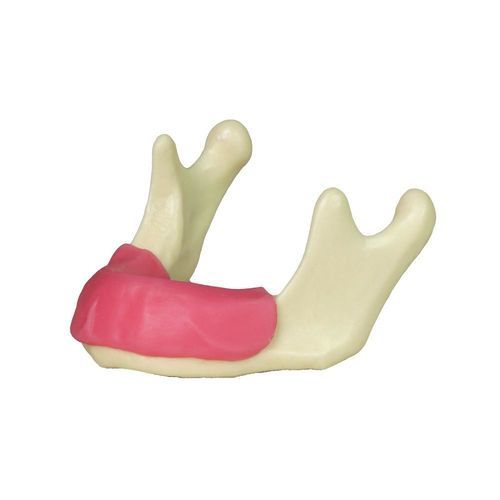 Modelo anatómico de mandíbula - JG-Y12-G - FOSHAN JINGLE MEDICAL EQUIPMENT CO., LTD - de encías / para cuidados dentales / quirúrgico