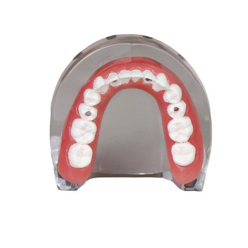 Modelo anatómico de mandíbula - JG-l-1 - FOSHAN JINGLE MEDICAL EQUIPMENT CO., LTD - de dientes / de implantología / de resina