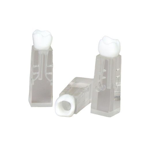 Modelo anatómico de dientes - JG-YS2-SG - FOSHAN JINGLE MEDICAL EQUIPMENT CO., LTD - de canal radicular / de formación / para ECMO