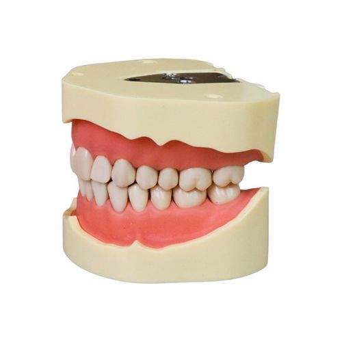 Modelo anatómico de dientes - JG-Y2 - FOSHAN JINGLE MEDICAL EQUIPMENT CO., LTD - de dentadura / de extracción / de resina