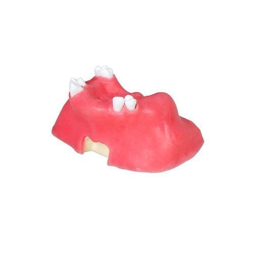 Modelo anatómico de seno - JG-Y11-S5 - FOSHAN JINGLE MEDICAL EQUIPMENT CO., LTD - para odontología / de encías / de hueso