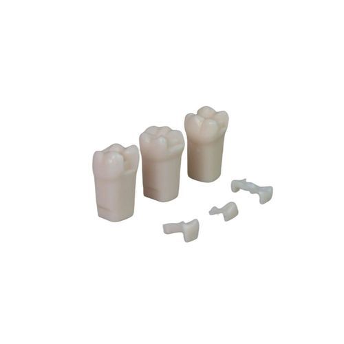 Modelo anatómico de dientes - JG-YS7-LQ - FOSHAN JINGLE MEDICAL EQUIPMENT CO., LTD - de formación / de resina / blanco