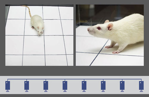 Software de registro - MediaRecorder - Noldus - para experimentación con animales / de laboratorio