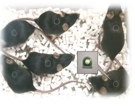 Monitor de actividad para experimentación con animales - 56747 - Stoelting Europe