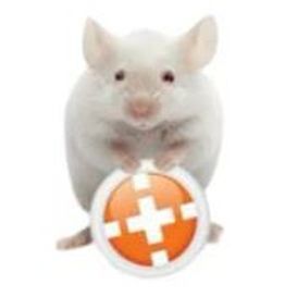 Software para la investigación comportamental - ANY Maze  - Stoelting Europe - de análisis / de gestión de ensayo clínico / de registro