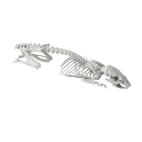 Fantoma para prueba veterinaria para escáner de rayos X - RPOXI - Somni Scientific - para radiología