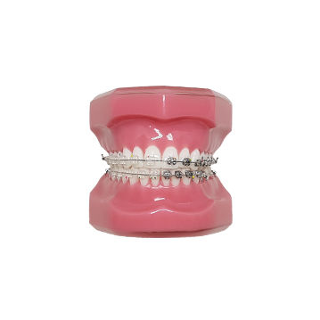 Tipodonto de dentadura - HT Co. - para ortodoncia