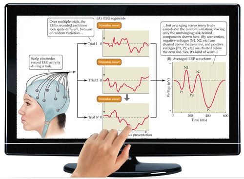 Software de análisis - EPROBE - ScienceBeam - médico / para EEG