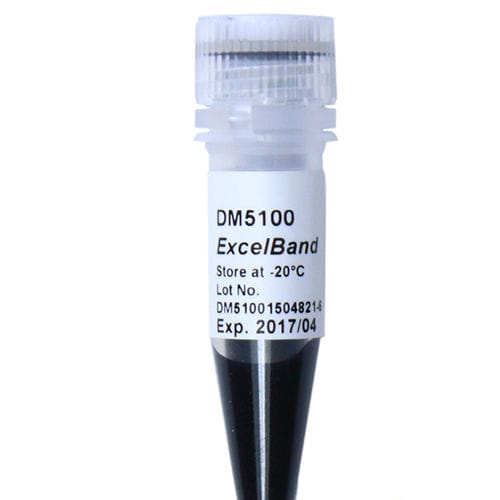 Escalera de ADN - ExcelBand™ - SMOBIO Technology, Inc. - enzima / colorante / de electroforesis
