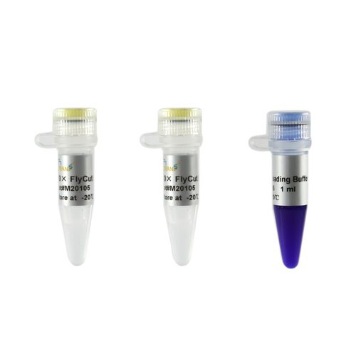 Reactivo enzima - FlyCut® XhoI - TransGen Biotech Co. - para biología molecular / de edición genómica