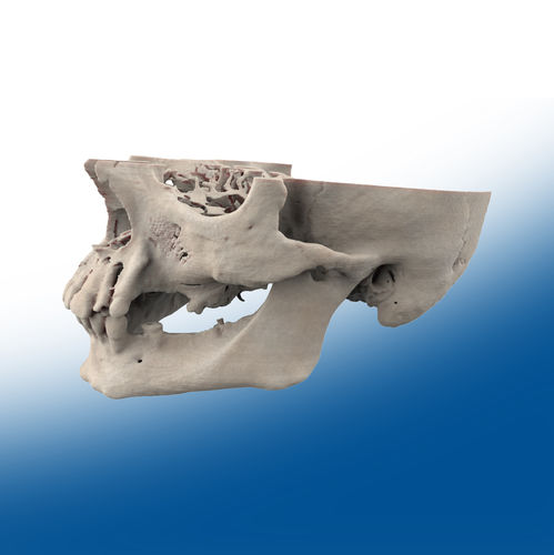 Modelo anatómico de mandíbula - Ortho Baltic - quirúrgico / de formación