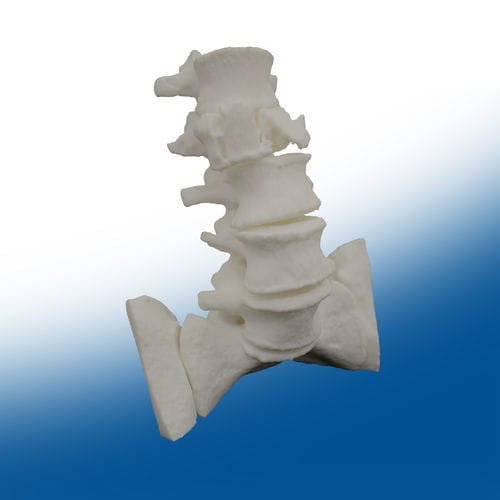 Modelo anatómico de columna vertebral - Ortho Baltic - quirúrgico / de formación