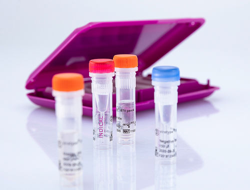 Kit de prueba veterinario - virotype BTV pan/4 RT-PCR Kit - INDICAL BIOSCIENCE GmbH - para bovinos / para óvidos / para ganado caprino